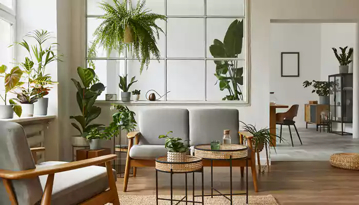 Lesser-known indoor plants that you can buy for any space